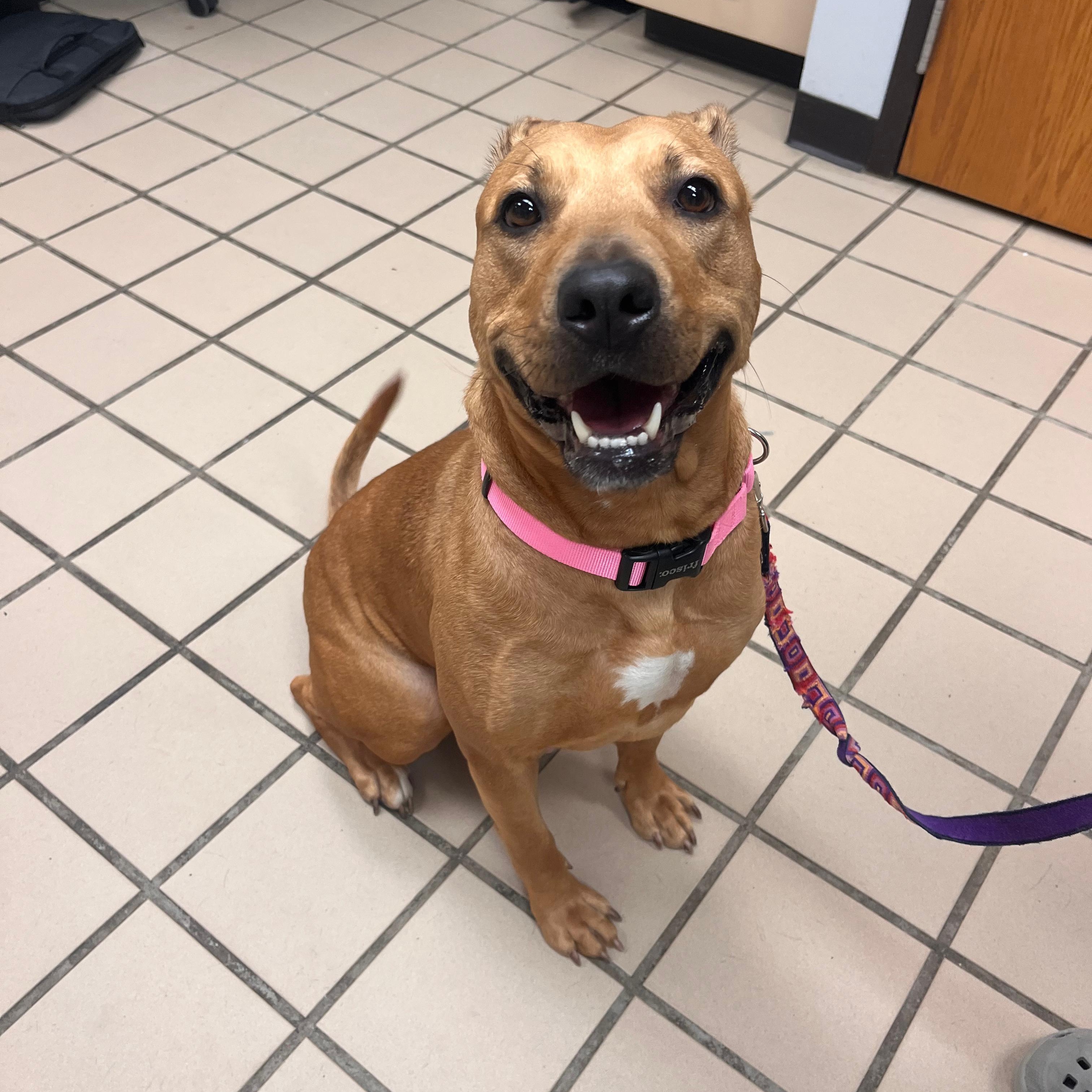 Enlarge Leah, an adoptable mixed breed in Renfrew, PA image 2/3