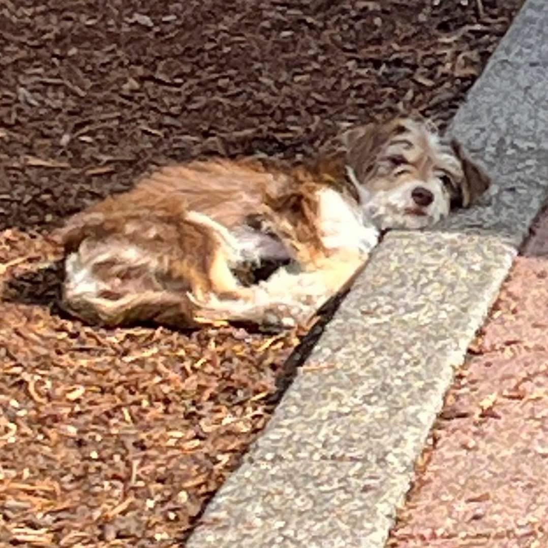Enlarge Gretel, an adopted mixed breed in Eugene, OR image 4/5