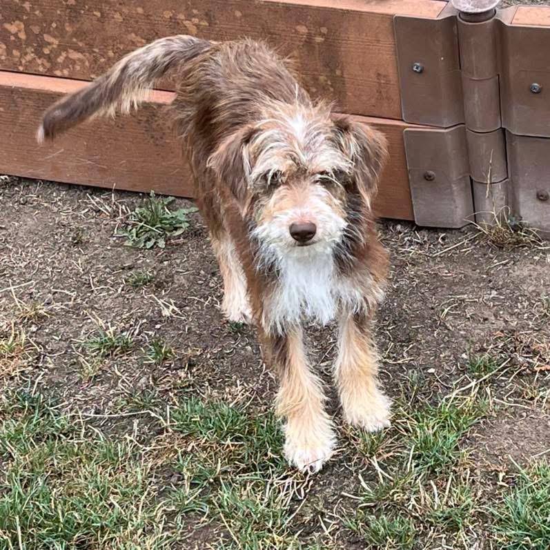 Enlarge Gretel, an adopted mixed breed in Eugene, OR image 5/5