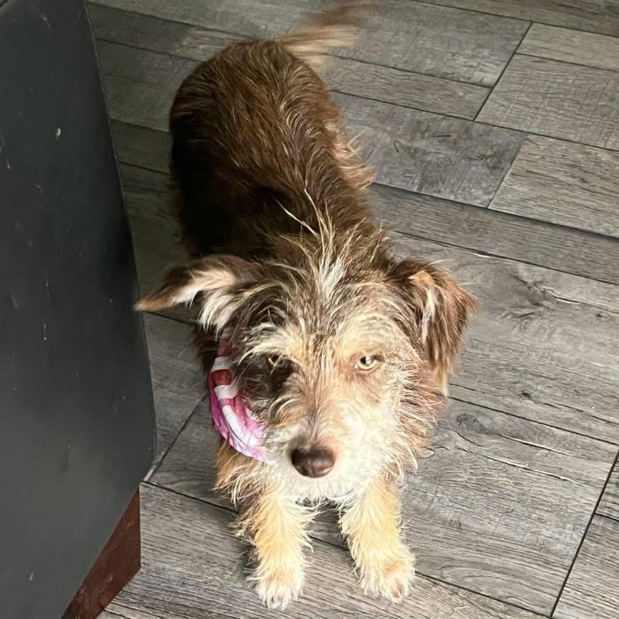 Enlarge Gretel, an adopted mixed breed in Eugene, OR image 3/5