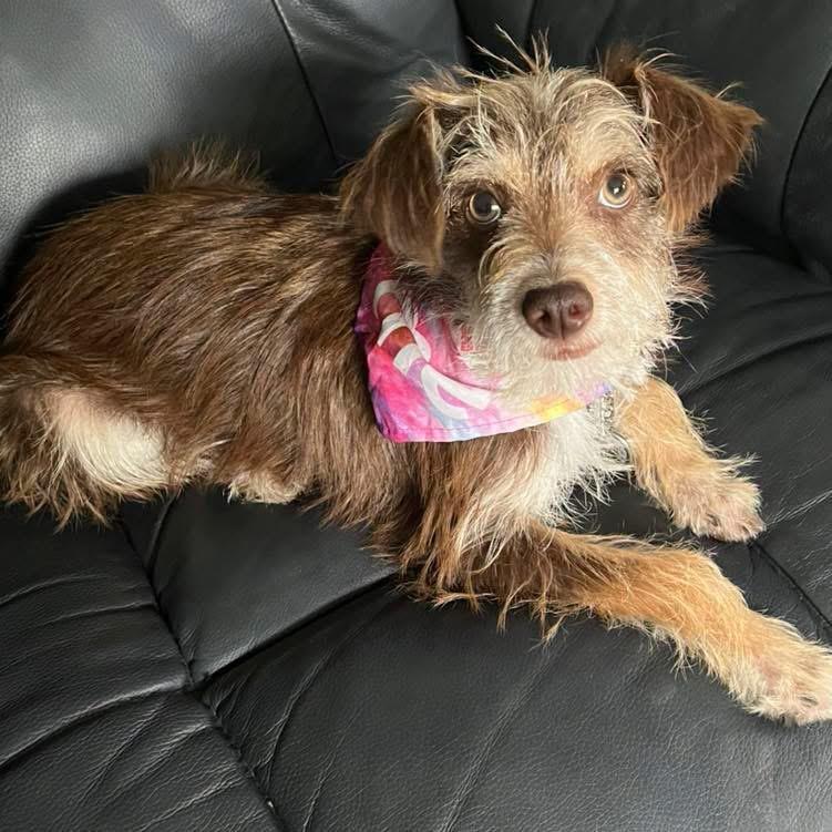 Gretel, adopted, Adult Female Yorkshire Terrier.