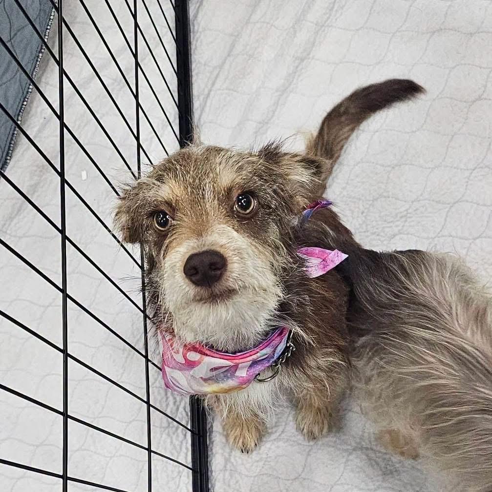 Enlarge Gretel, an adopted mixed breed in Eugene, OR image 2/5