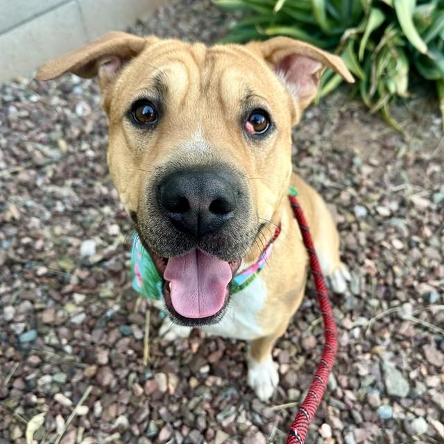 RUGER, Adoptable, Adult Male Shar-Pei & Mixed Breed.