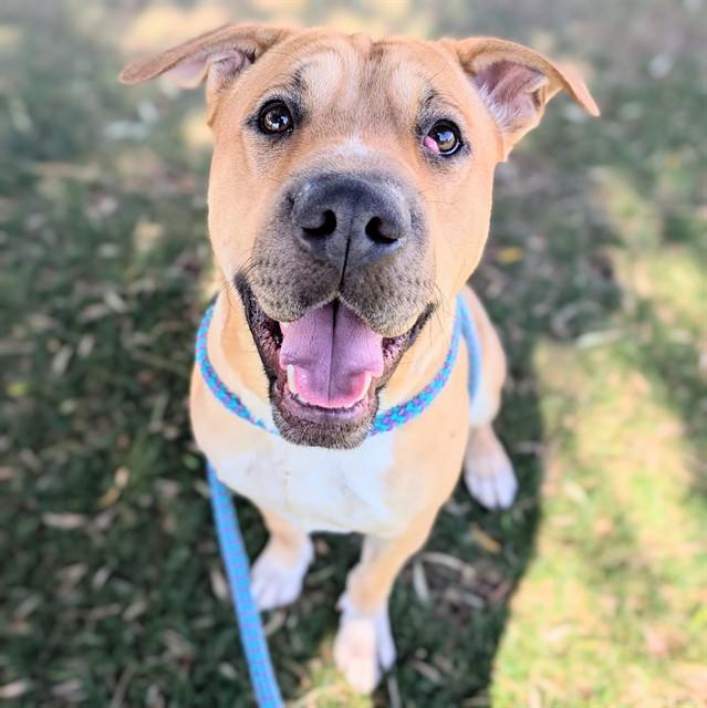 RUGER, Adoptable, Young Male Shar-Pei & Mixed Breed.