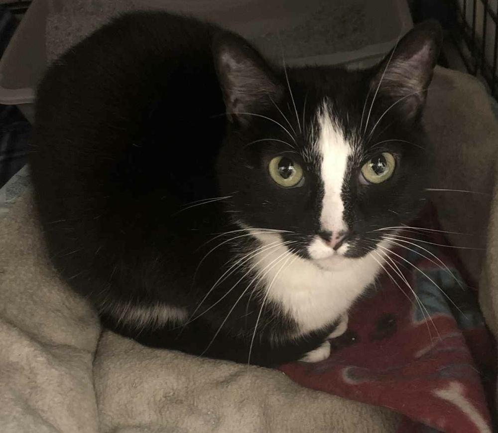 AC Giselle, Adoptable, Adult Female Domestic Short Hair.