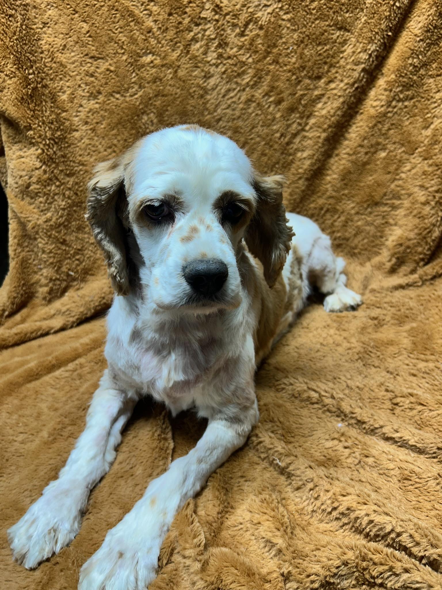 Enlarge CINDERELLA (Ella)  IS LOOKING FOR AN ANGEL OF MERCY, a ADOPTABLE Cocker Spaniel in Elyria, OH image 4/4