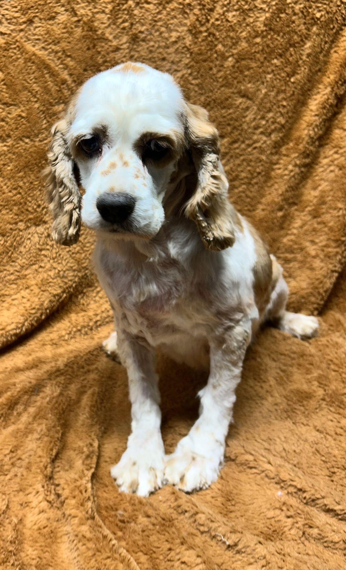 Enlarge CINDERELLA (Ella)  IS LOOKING FOR AN ANGEL OF MERCY, a ADOPTABLE Cocker Spaniel in Elyria, OH image 1/4