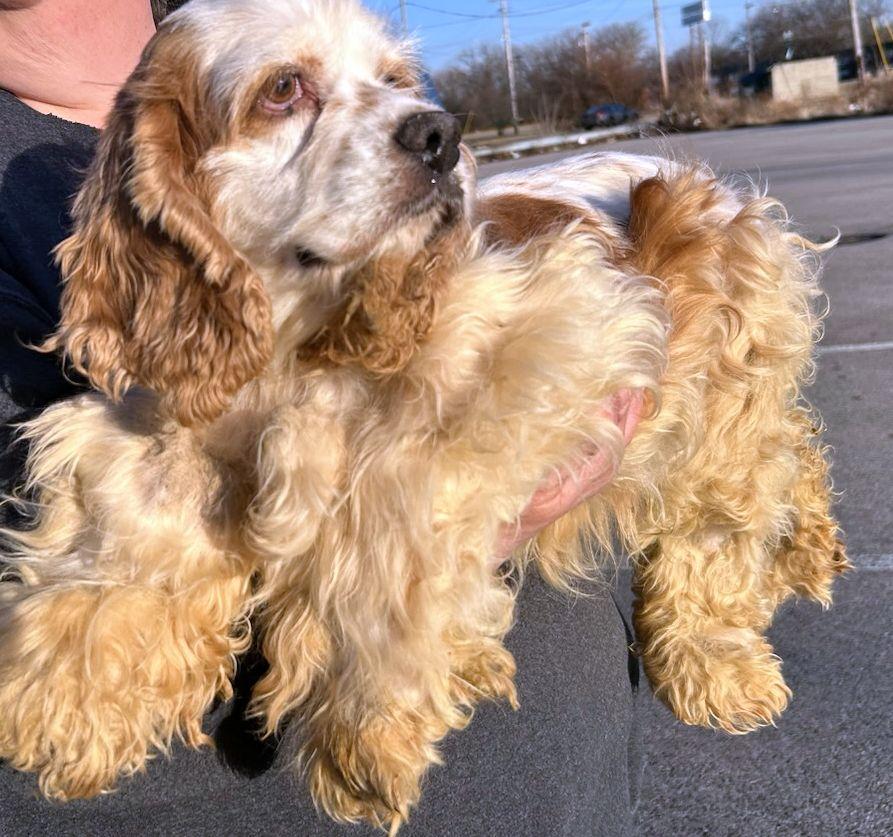 Enlarge CINDERELLA (Ella)  IS LOOKING FOR AN ANGEL OF MERCY, a ADOPTABLE Cocker Spaniel in Elyria, OH image 3/4