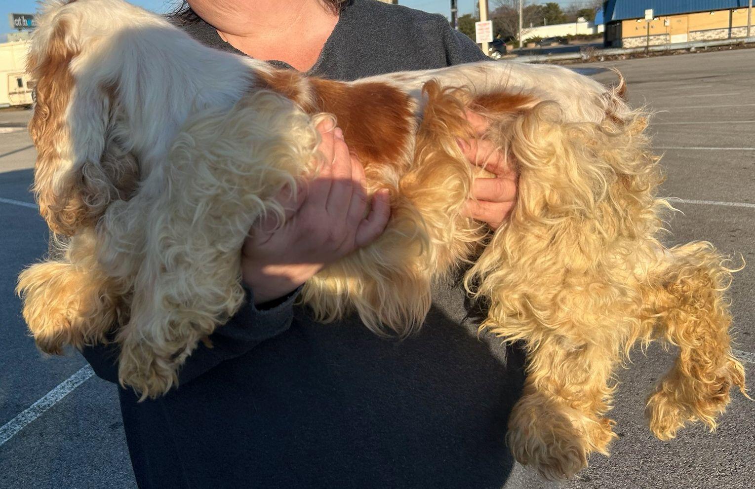 Enlarge CINDERELLA (Ella)  IS LOOKING FOR AN ANGEL OF MERCY, a ADOPTABLE Cocker Spaniel in Elyria, OH image 2/4