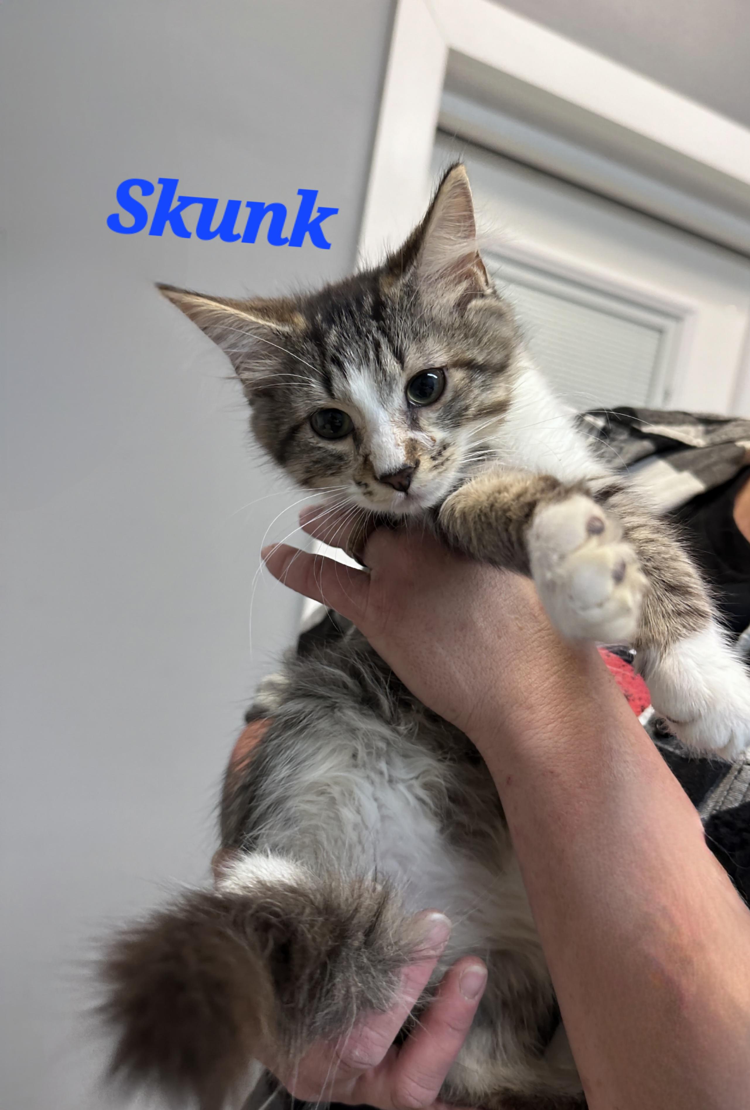Enlarge Skunk, an adopted Domestic Medium Hair in Dyersburg, TN image 1/2