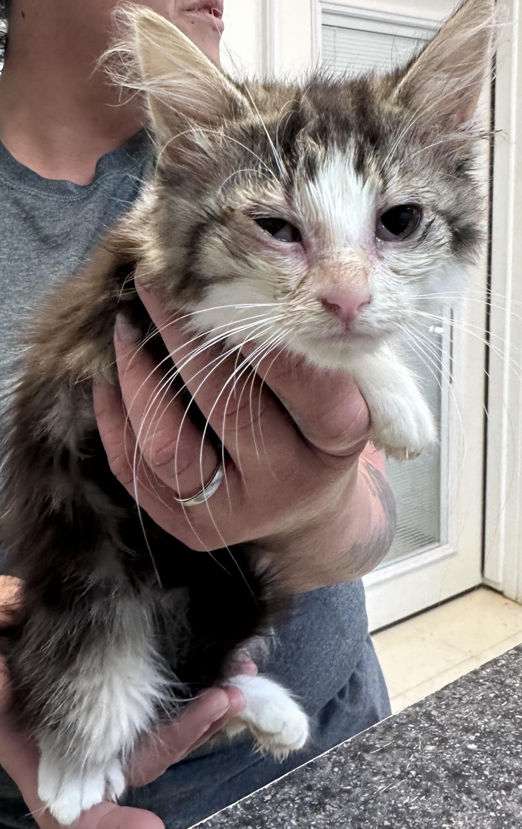 Enlarge Skunk, an adopted Domestic Medium Hair in Dyersburg, TN image 2/2