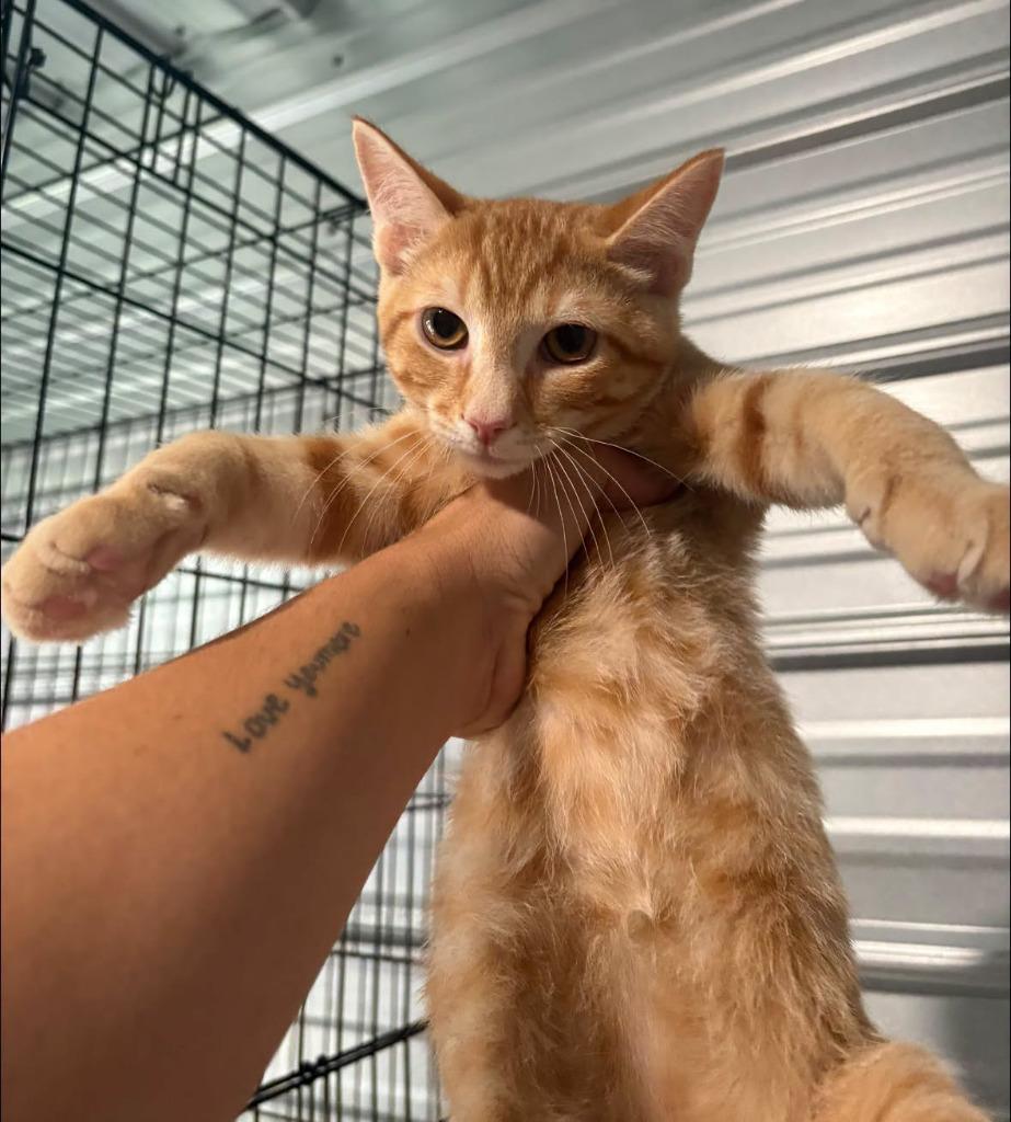 Scott, Adoptable, Kitten Male Domestic Short Hair.