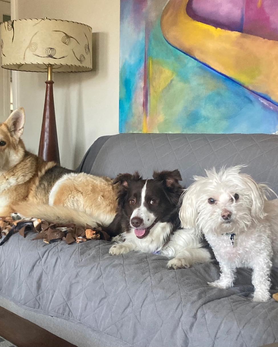 Enlarge Jasper, a ADOPTABLE mixed breed in Lincoln, NE image 3/3