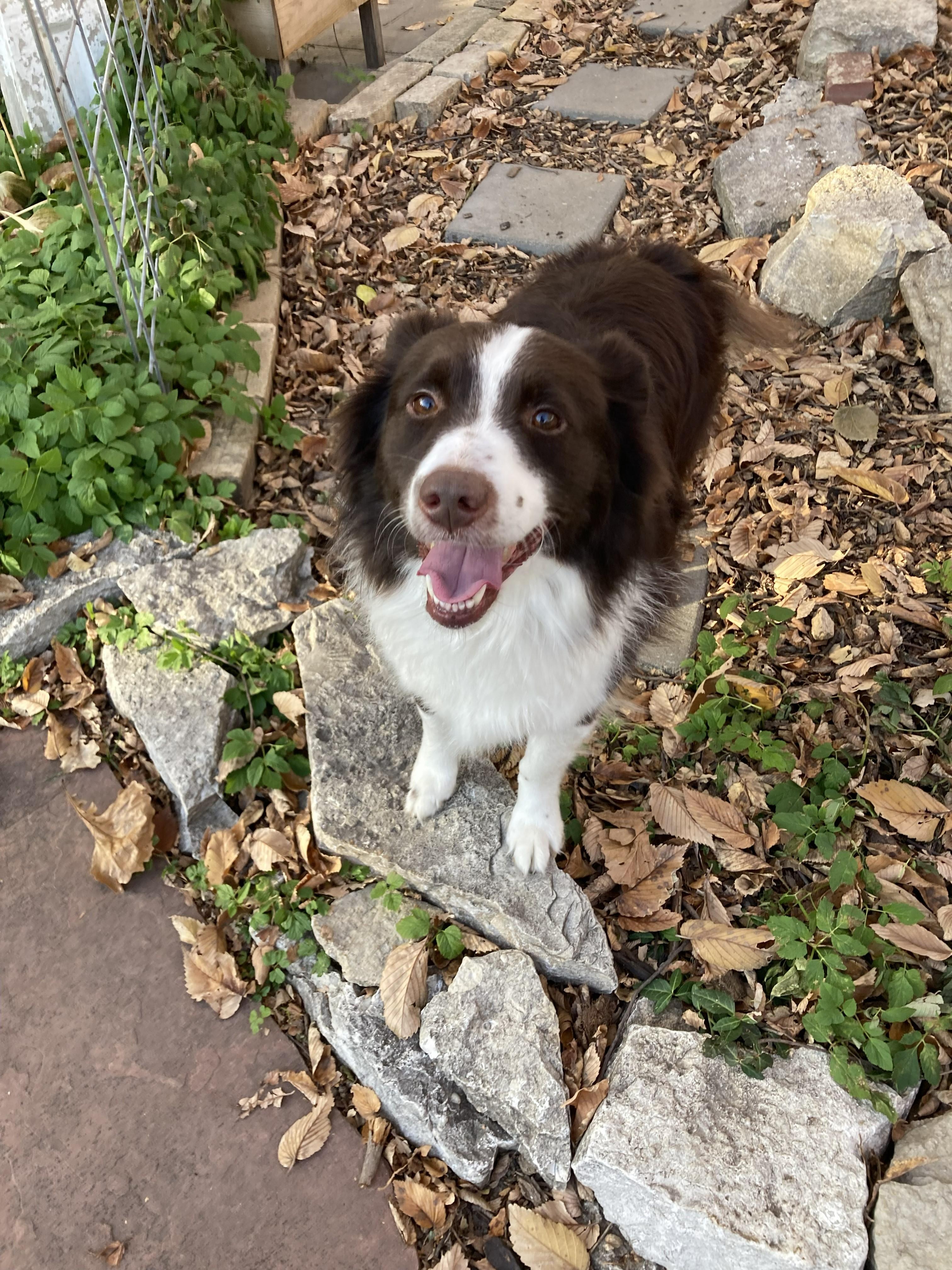Enlarge Jasper, a ADOPTABLE mixed breed in Lincoln, NE image 1/3