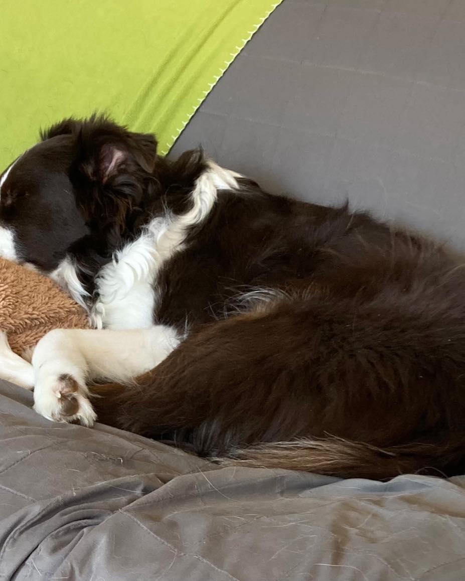 Enlarge Jasper, a ADOPTABLE mixed breed in Lincoln, NE image 2/3