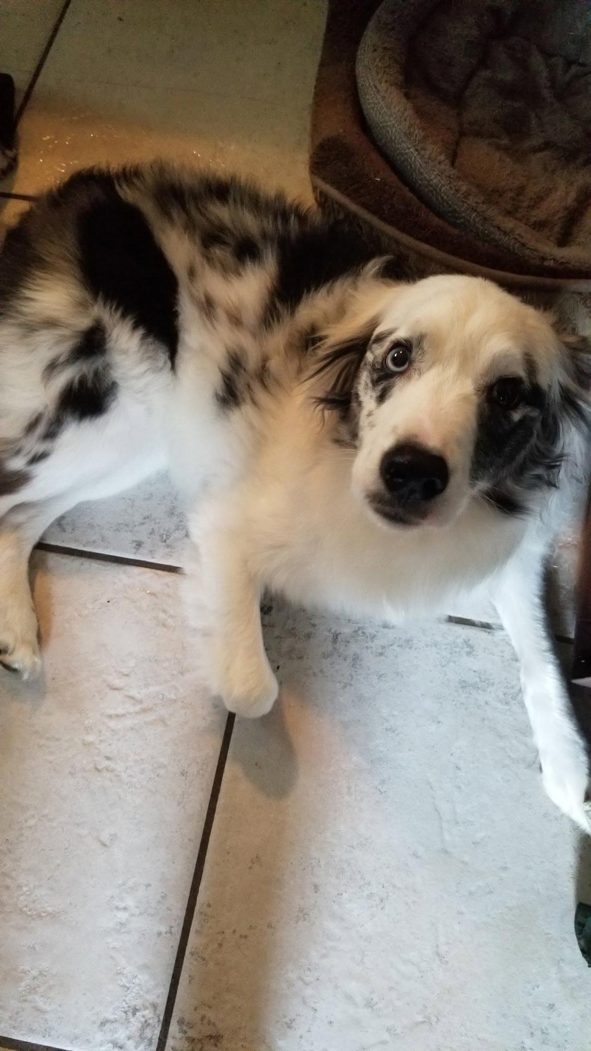 Enlarge Isabelle, a Adoptable Australian Shepherd in Winter Park, FL image 1/3