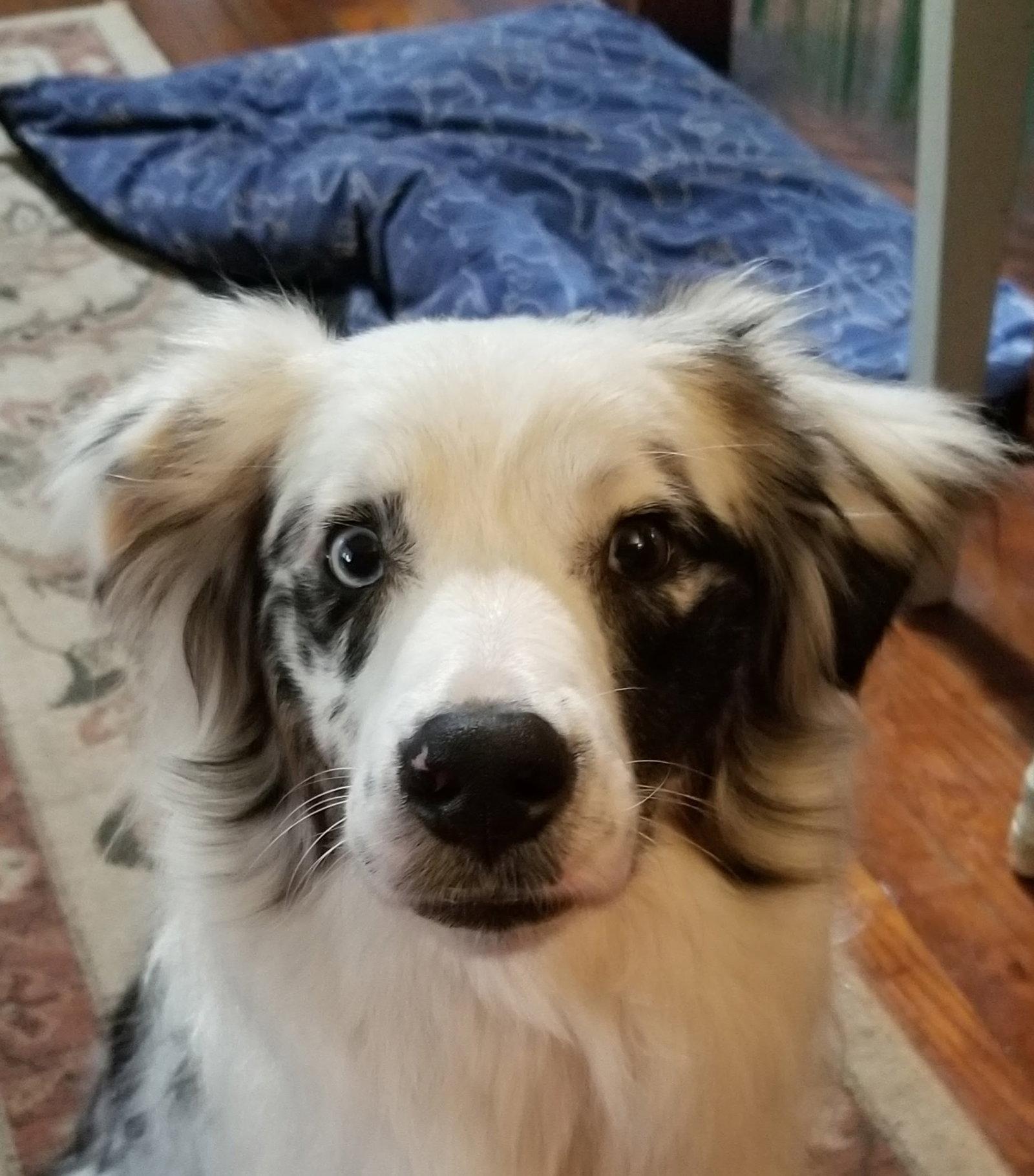 Isabelle, a Adoptable Australian Shepherd in Winter Park, FL image 2/3
