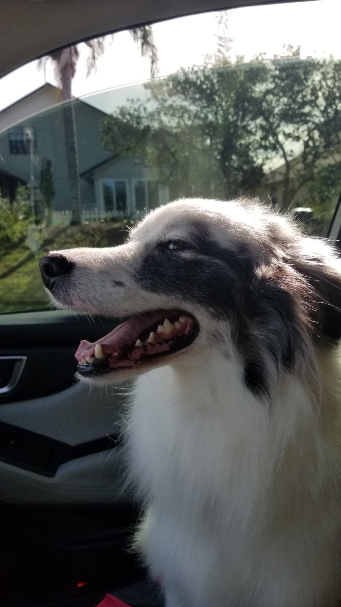 Enlarge Isabelle, a Adoptable Australian Shepherd in Winter Park, FL image 2/3