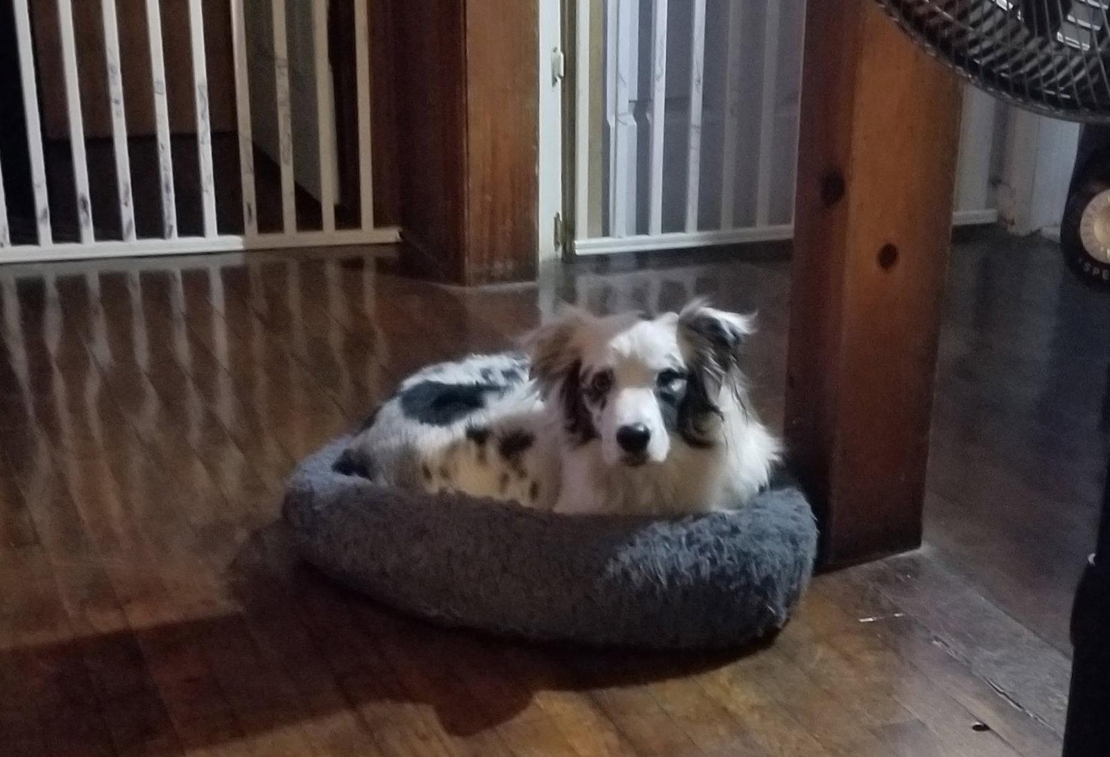 Enlarge Isabelle, a Adoptable Australian Shepherd in Winter Park, FL image 3/3