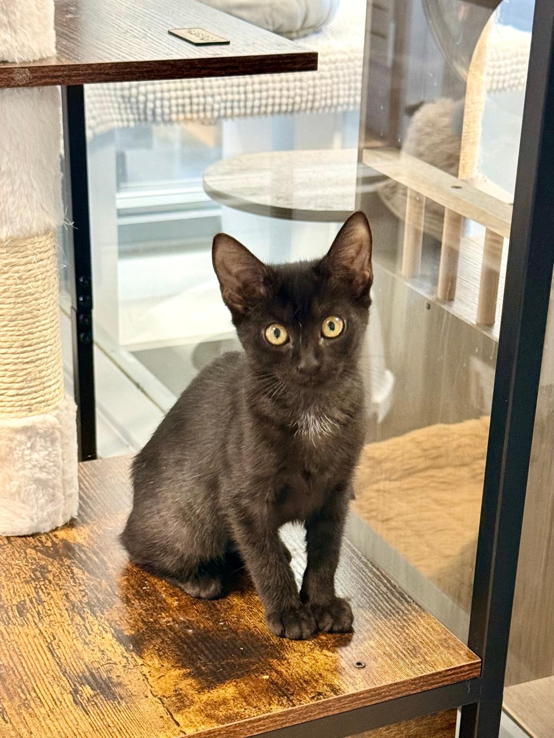 Alex, an adoptable Domestic Short Hair in Winter Haven, FL image 3/5