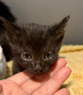 Alex, an adoptable Domestic Short Hair in Winter Haven, FL image 5/5