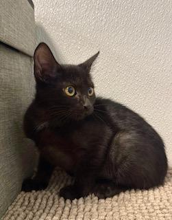 Alex, an adoptable Domestic Short Hair in Winter Haven, FL image 4/5
