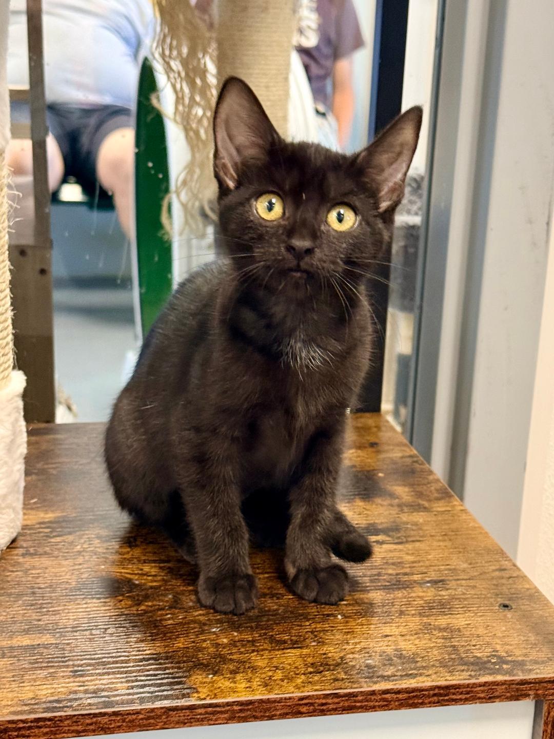 Alex, adoptable, Kitten Male Domestic Short Hair.