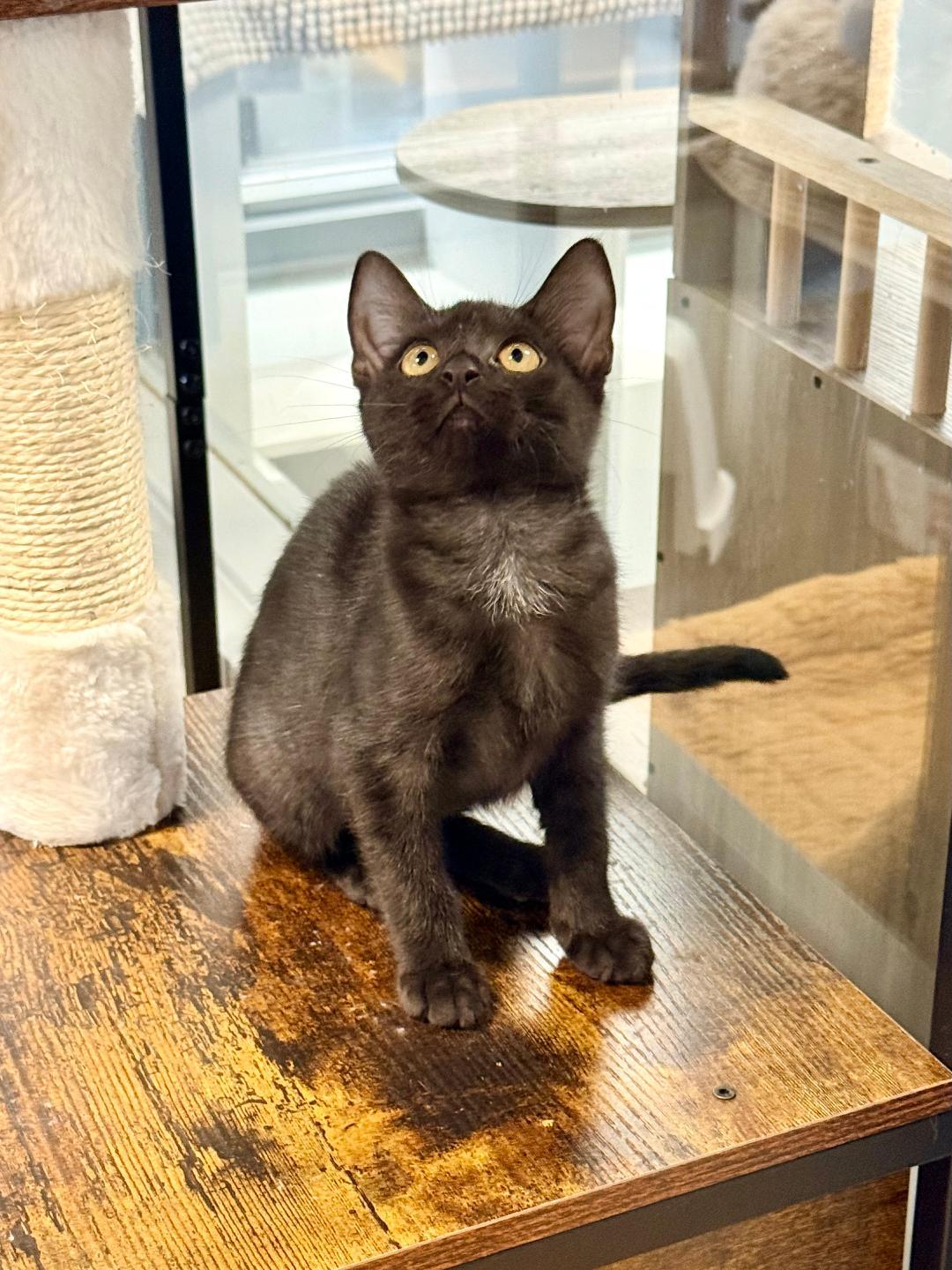 Alex, an adoptable Domestic Short Hair in Winter Haven, FL image 2/5
