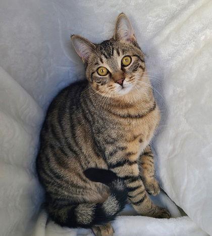 6749 (Merlin), Adoptable, Young Male Domestic Short Hair.