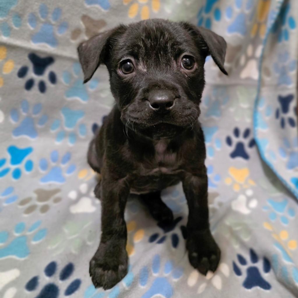Ember, Adopted, Puppy Female Mixed Breed.