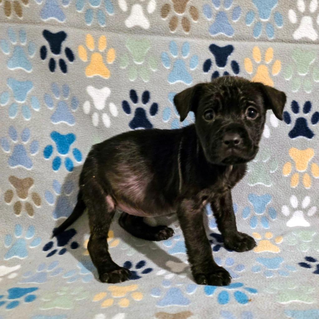 Enlarge Ember, a Adopted Mixed Breed in New Manchester, WV image 2/6