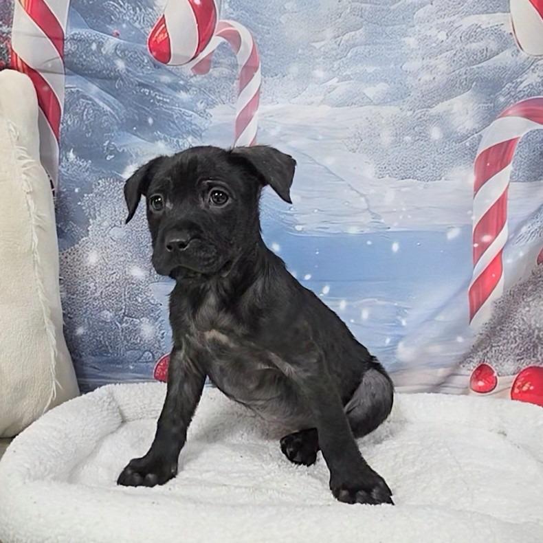 Enlarge Ember, a Adopted Mixed Breed in New Manchester, WV image 3/6