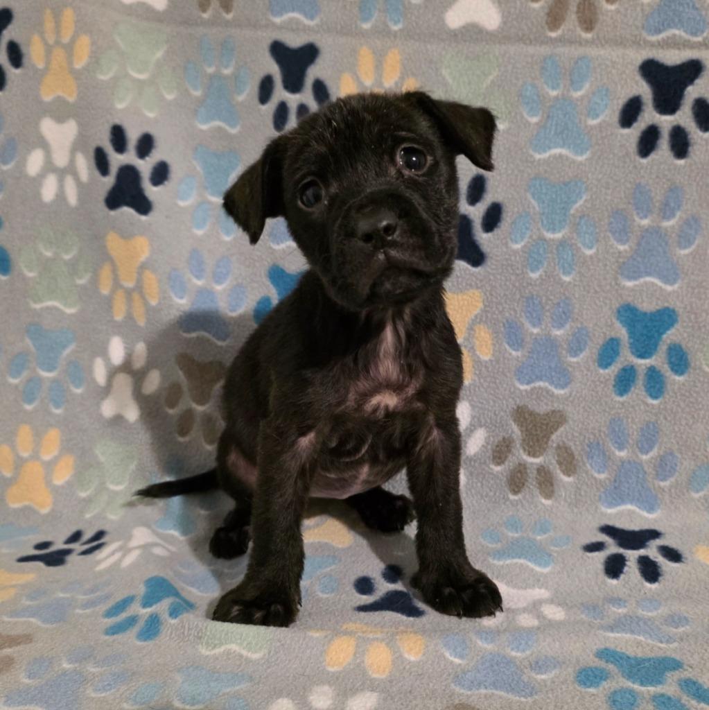 Enlarge Ember, a Adopted Mixed Breed in New Manchester, WV image 4/6