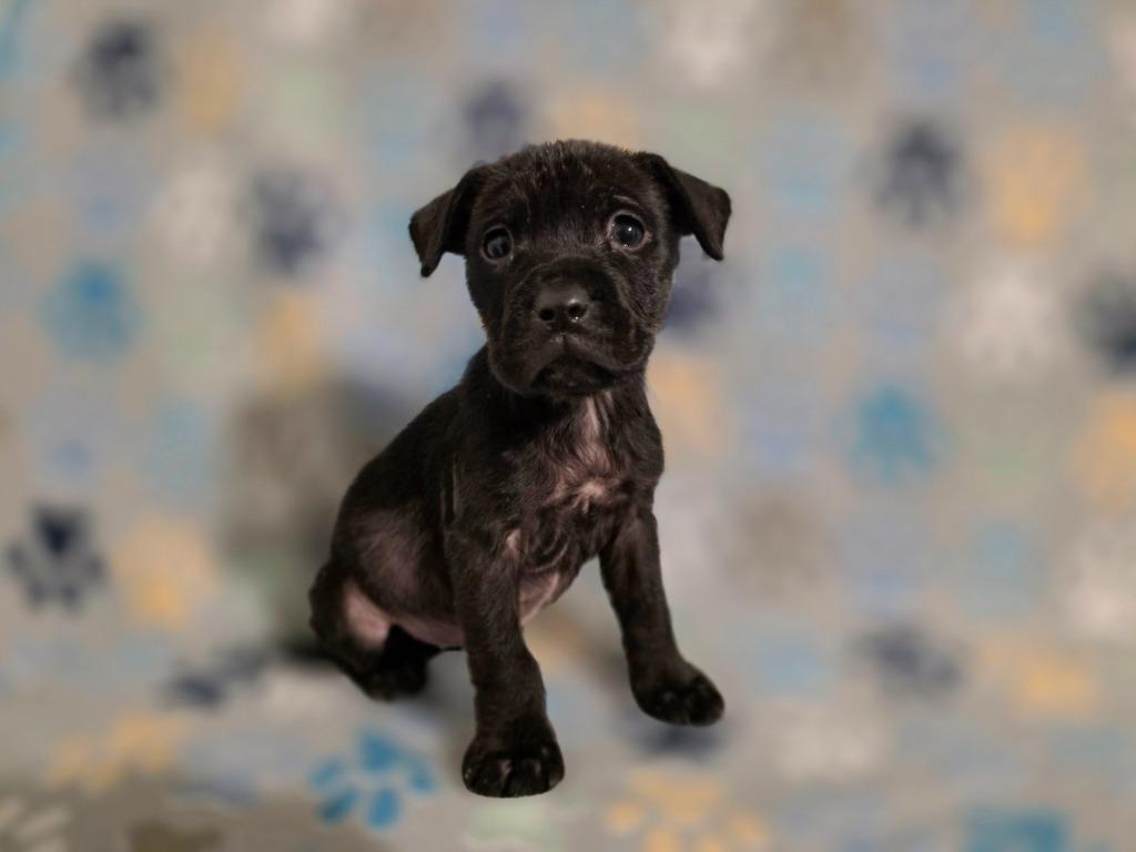 Enlarge Ember, a Adopted Mixed Breed in New Manchester, WV image 5/6