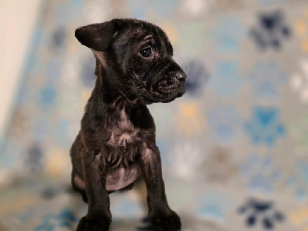 Enlarge Ember, a Adopted Mixed Breed in New Manchester, WV image 6/6