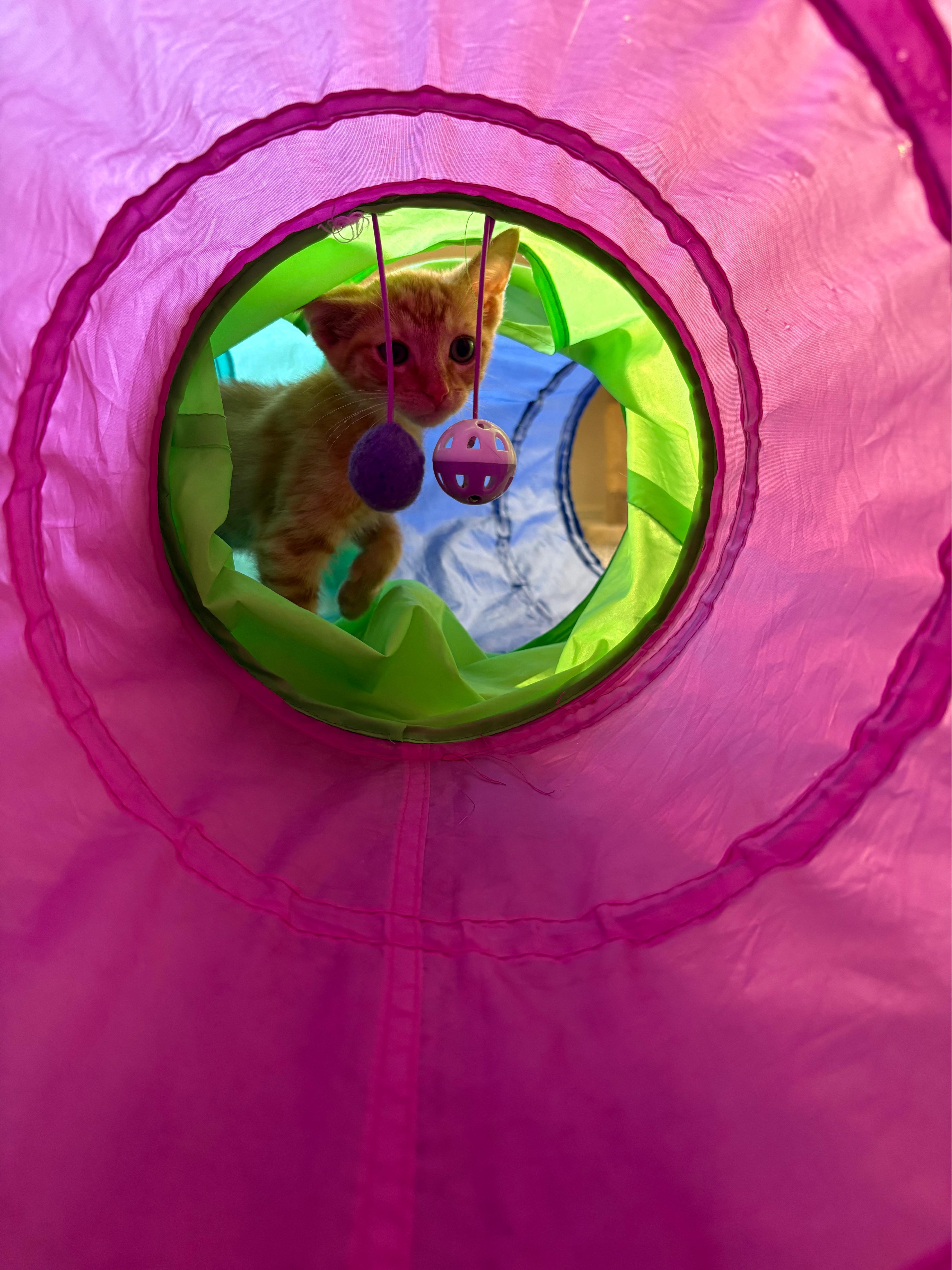 Enlarge Walt, a Adoptable Domestic Short Hair in Hillsboro, OR image 4/4