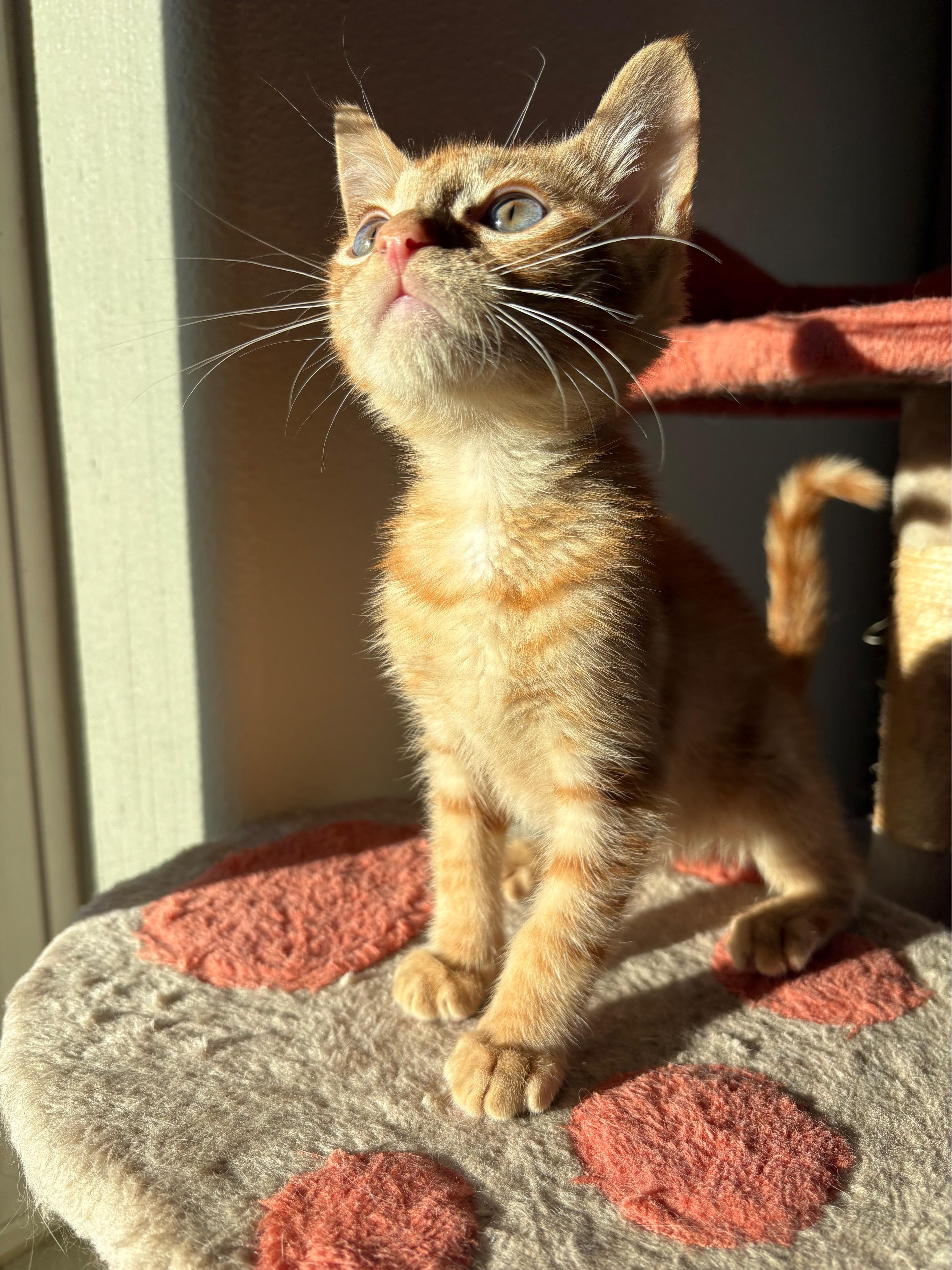 Enlarge Walt, a Adoptable Domestic Short Hair in Hillsboro, OR image 2/4