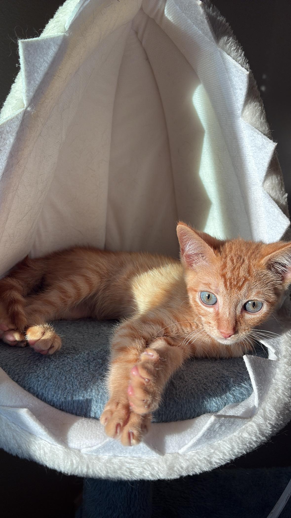 Enlarge Walt, a Adoptable Domestic Short Hair in Hillsboro, OR image 1/4