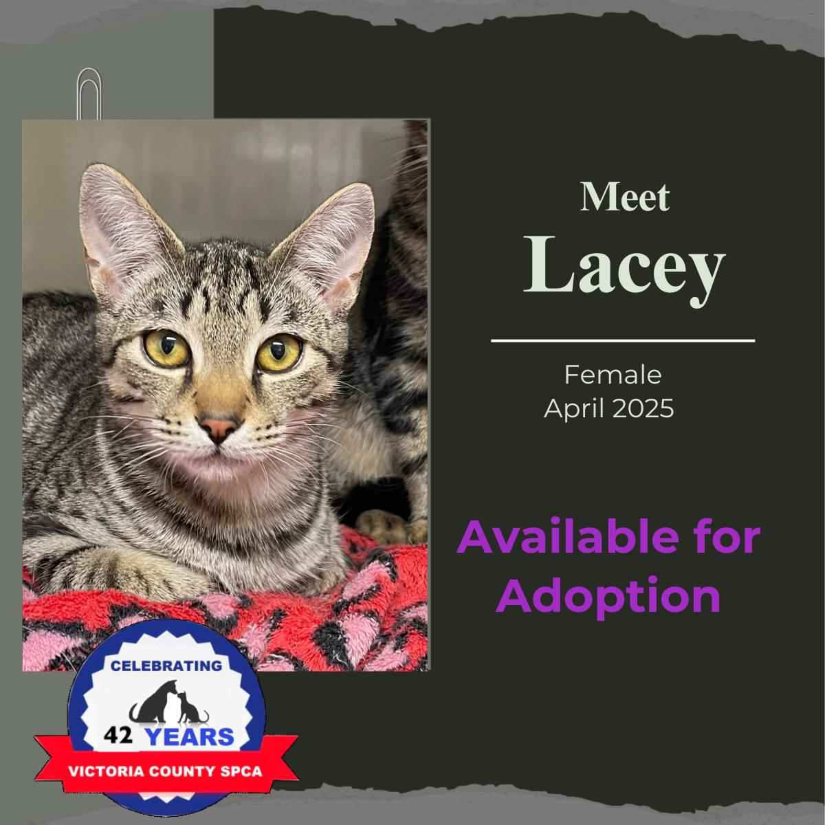 Enlarge Lacey, a Adoptable Domestic Short Hair in Arthurette, NB image 1/1