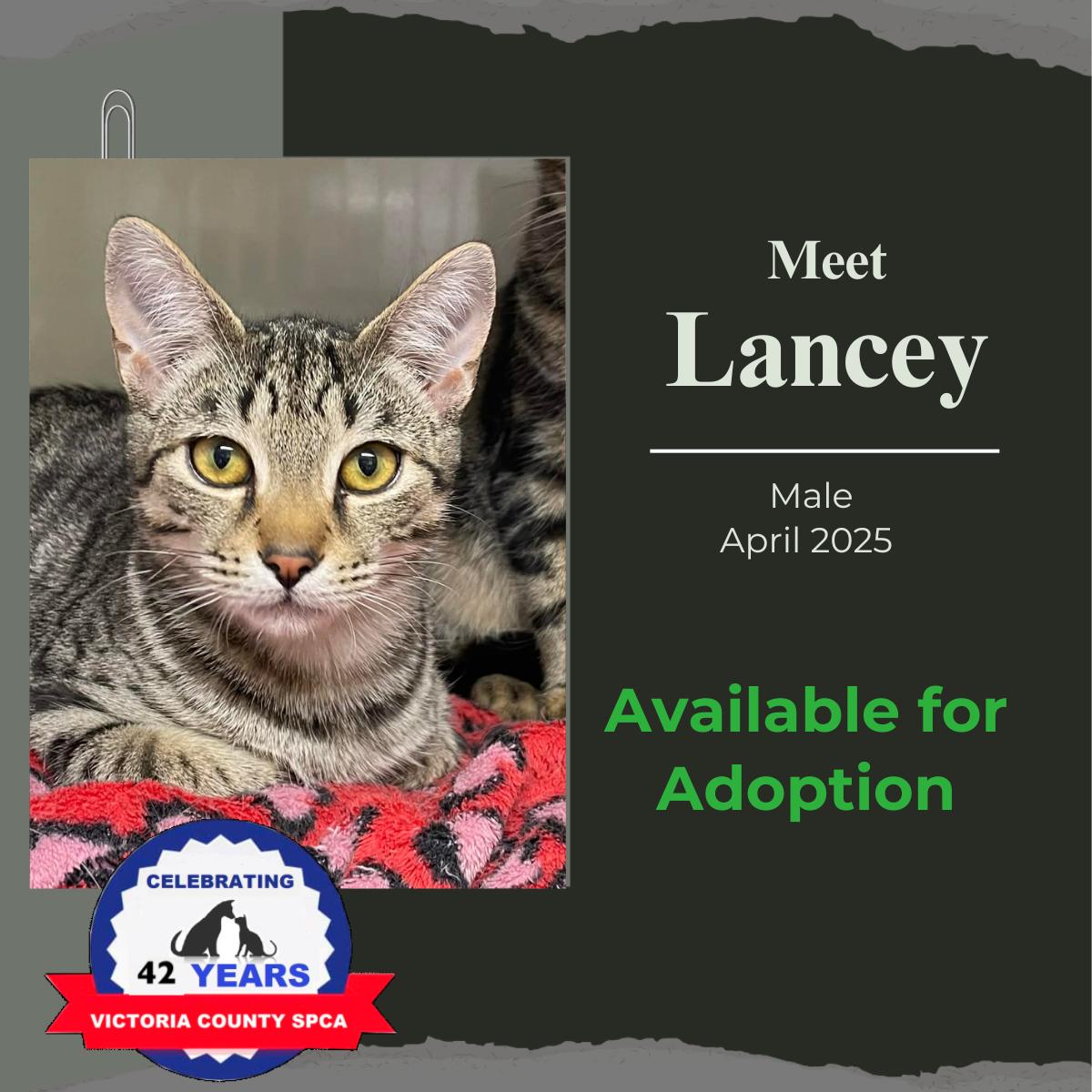 Lancey, Adoptable, Young Male Domestic Short Hair.