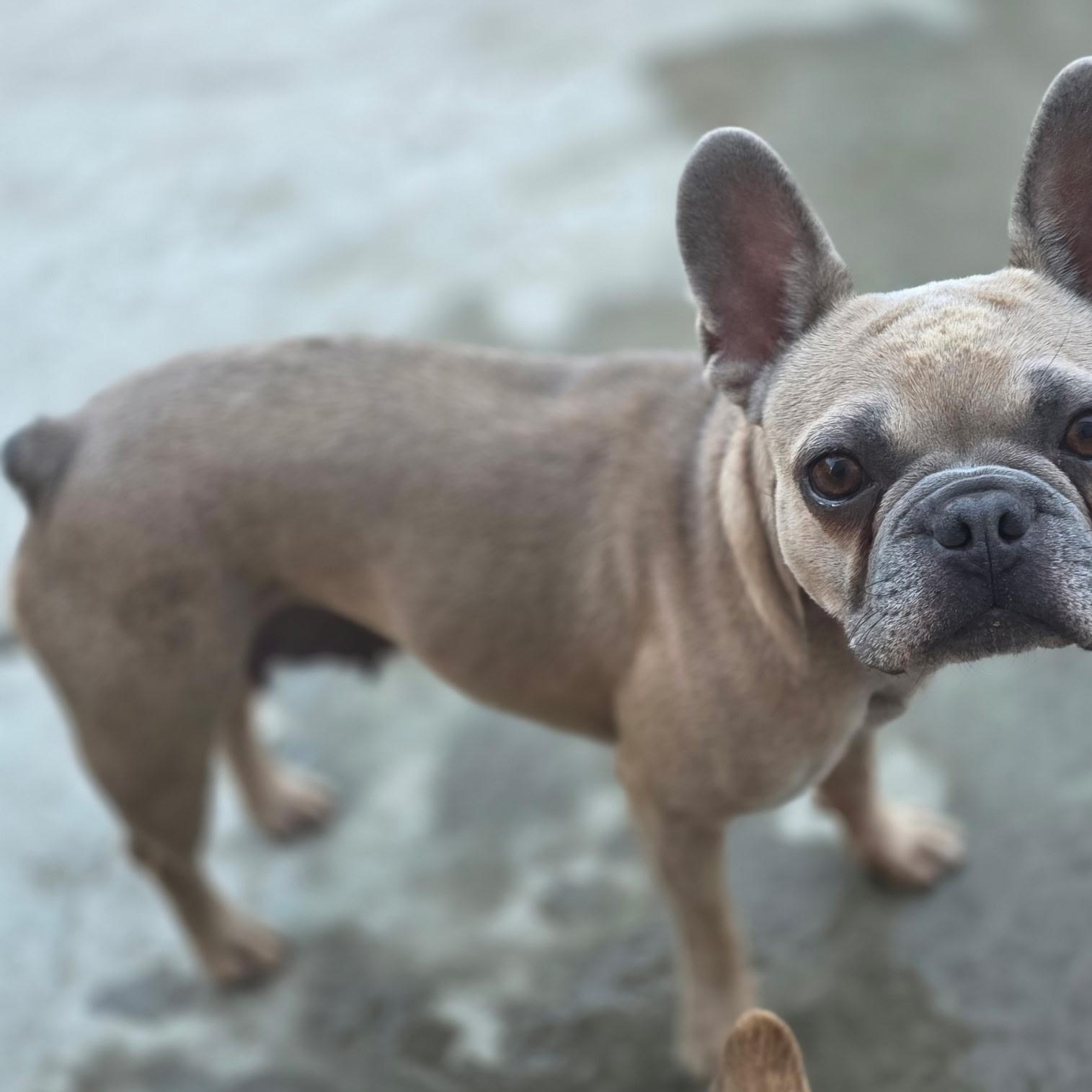 Layla, a ADOPTABLE French Bulldog in Penryn, CA image 3/3