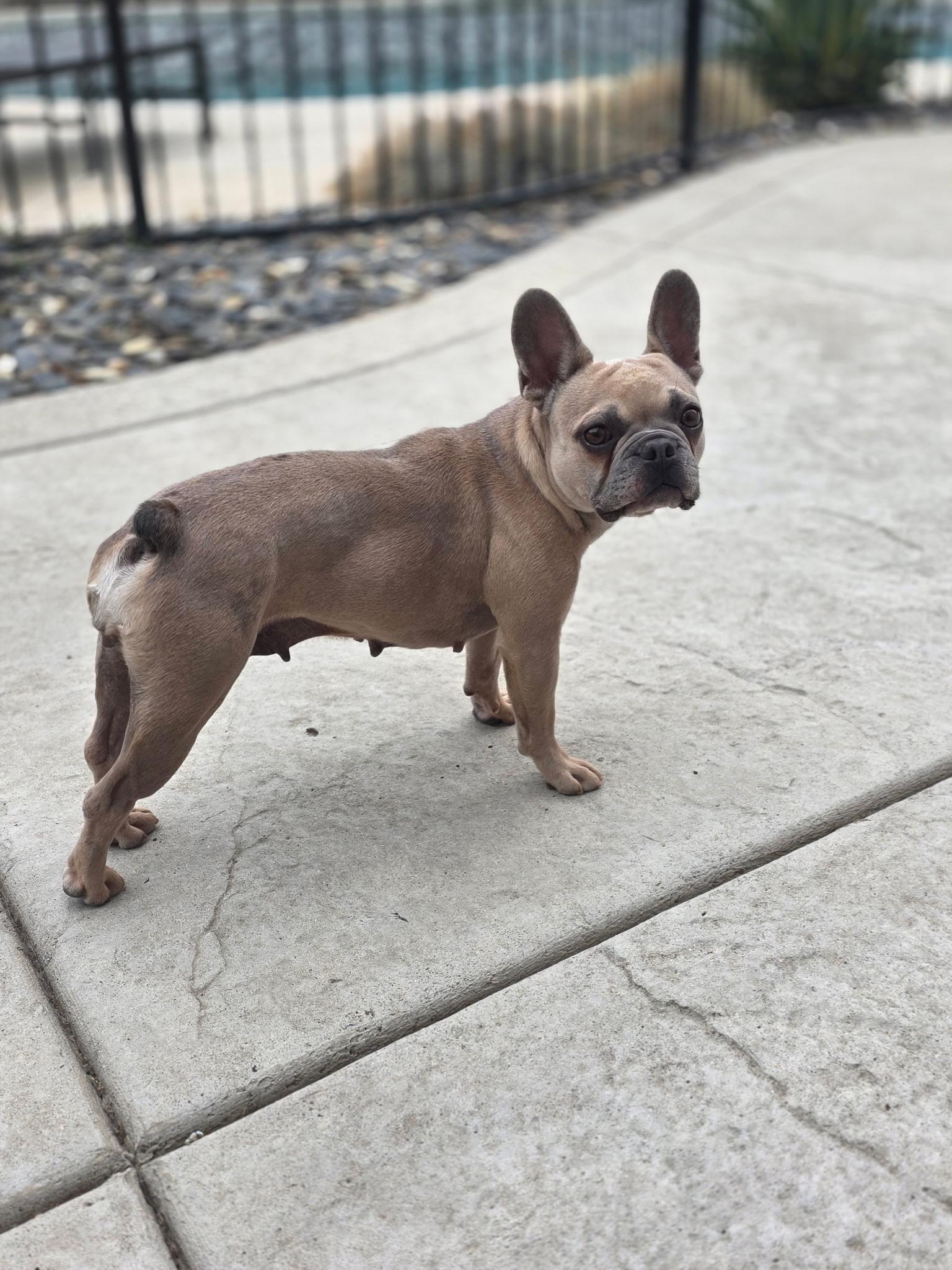 Enlarge Layla, a Adoptable French Bulldog in Penryn, CA image 3/4