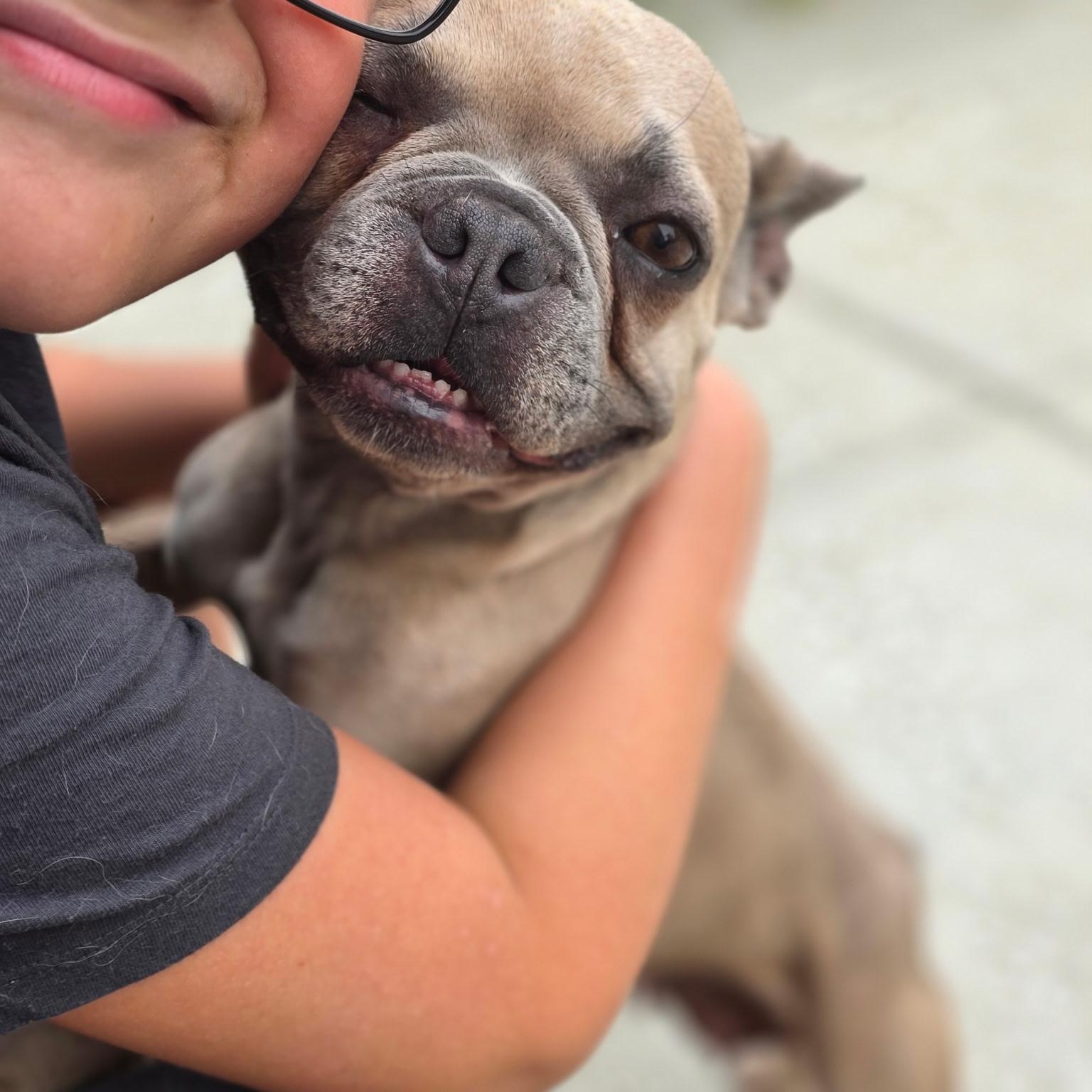 Enlarge Layla, a Adoptable French Bulldog in Penryn, CA image 2/4