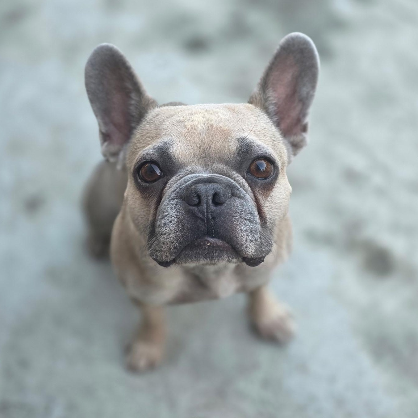 Layla, a ADOPTABLE French Bulldog in Penryn, CA image 2/3