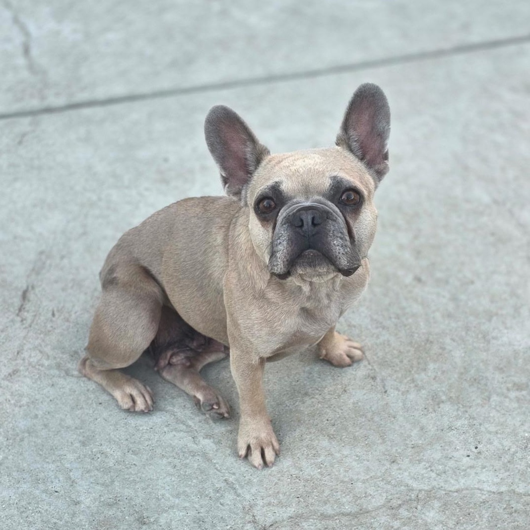 Layla, ADOPTABLE, Young Female French Bulldog.