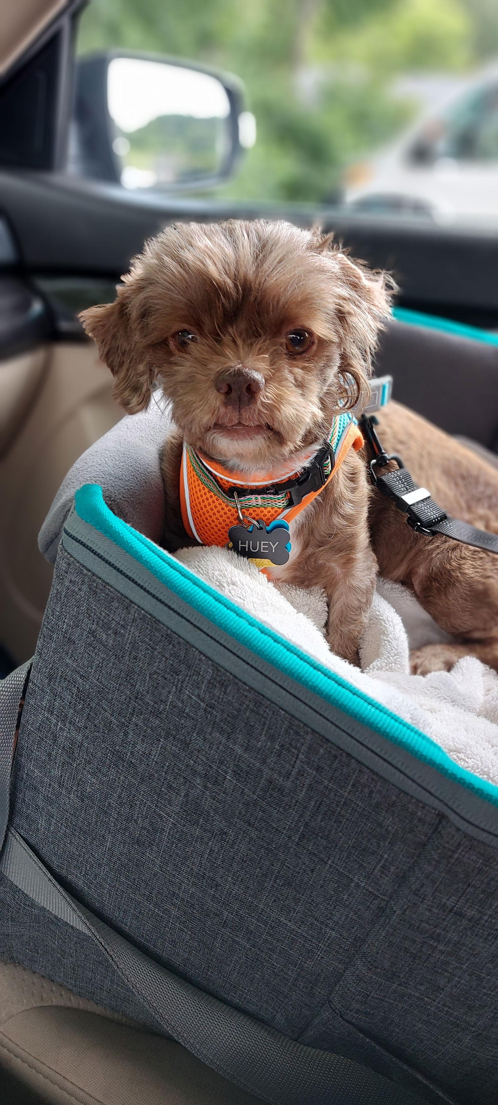 Huey-OS, a Adoptable Shih Tzu in Pataskala, OH image 1/3