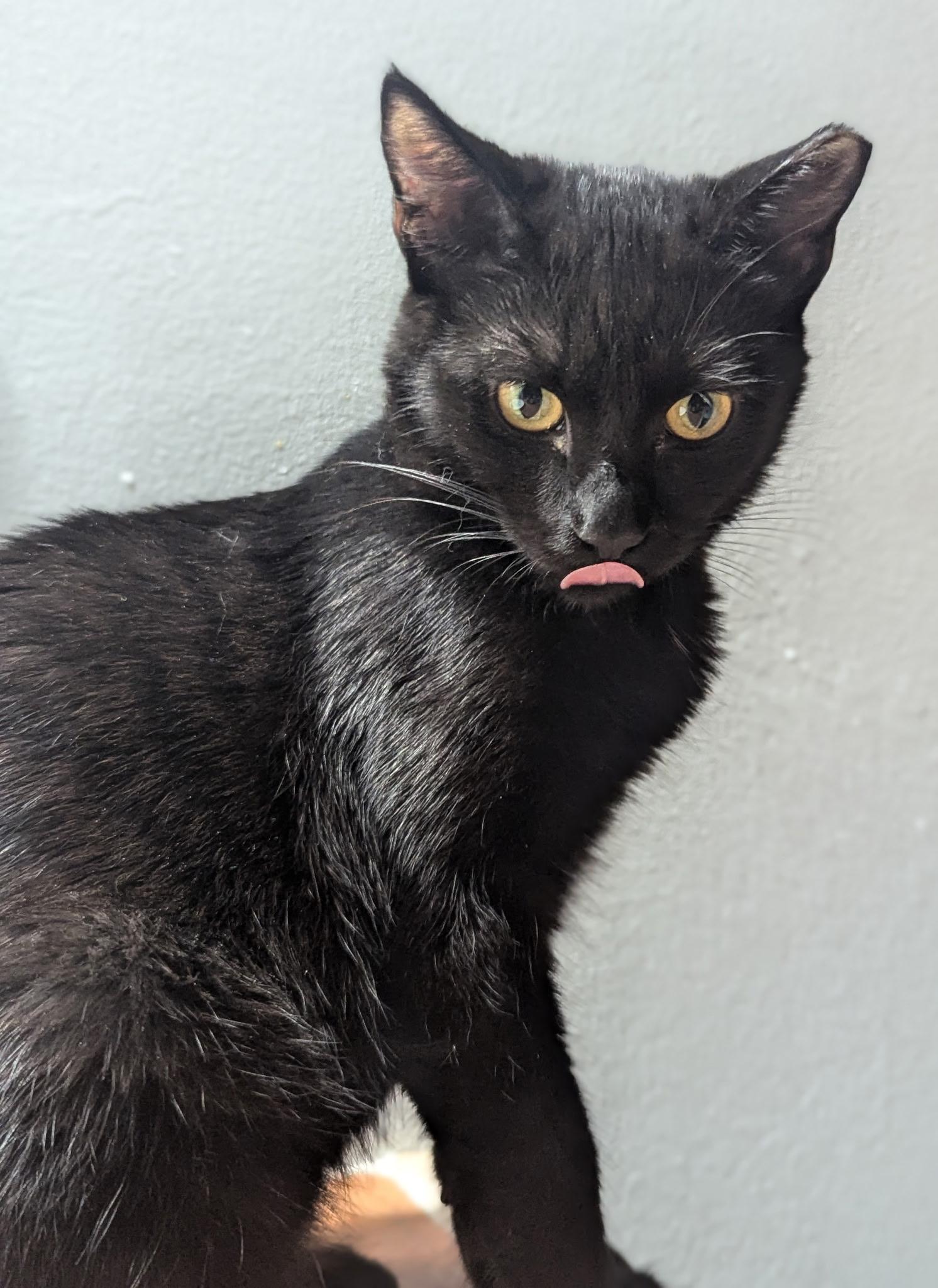 Ember, Adoptable, Young Female Domestic Short Hair.