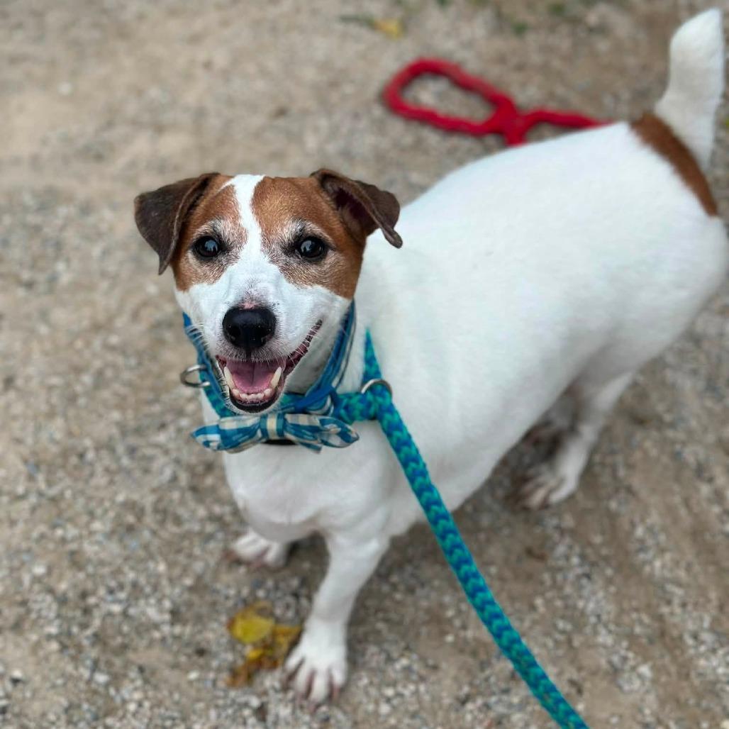 Jake, a Adoptable Jack Russell Terrier in Perkiomenville, PA image 1/6
