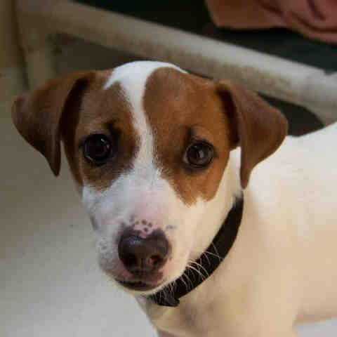 Jake, a Adoptable Jack Russell Terrier in Perkiomenville, PA image 2/6