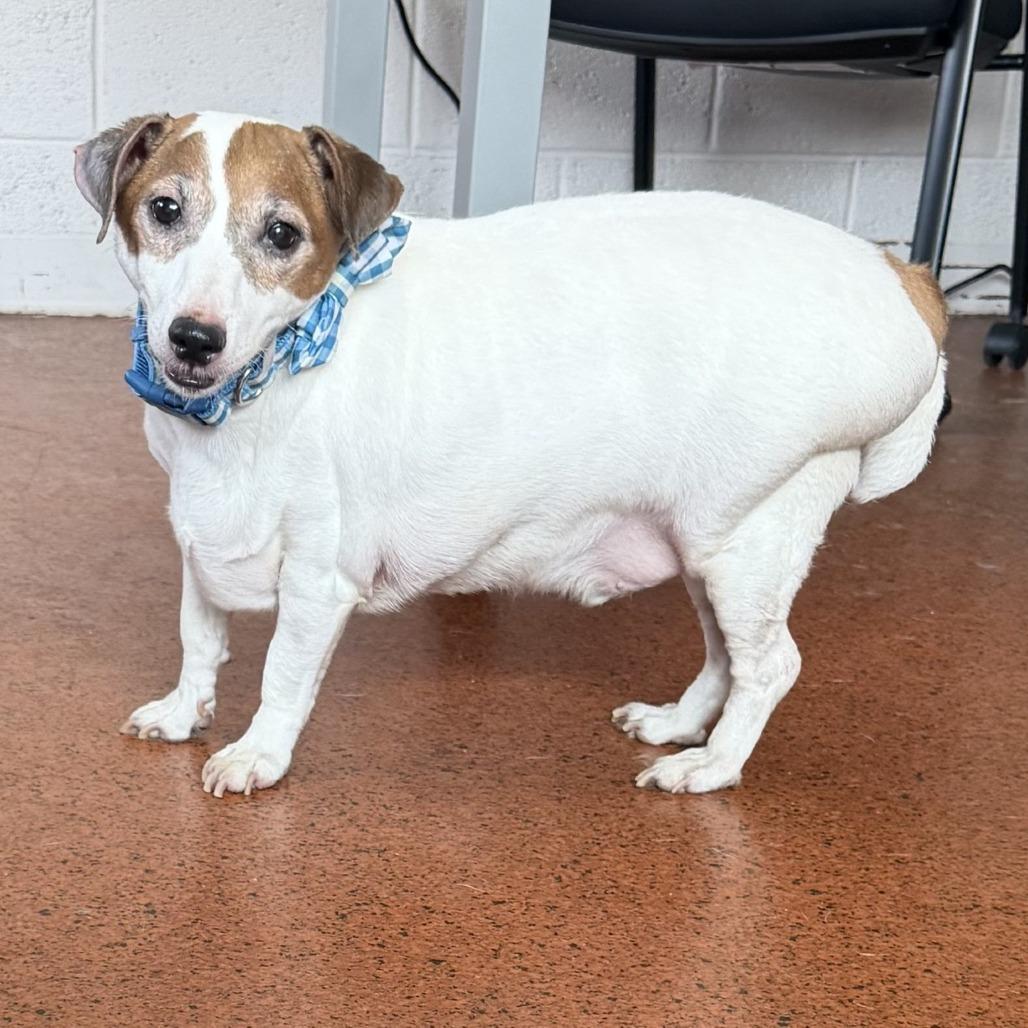 Jake, a Adoptable Jack Russell Terrier in Perkiomenville, PA image 3/6